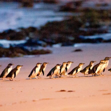 Phillip_Island_Penguins___Penguin_Parade_Beach_Arrival_lg